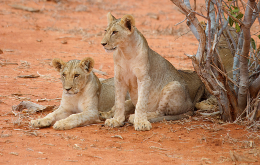 Two young  lions sitting and watching on red sand in Tsavo East National Park