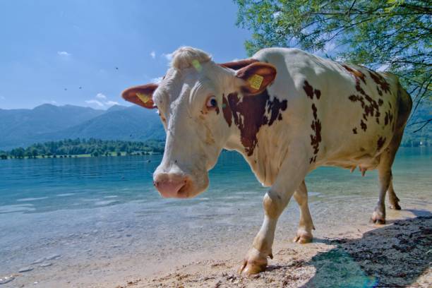 beach occupied by cow on lake bohinj in triglav national park, slovenia. funny animal photo. - lake bohinj imagens e fotografias de stock