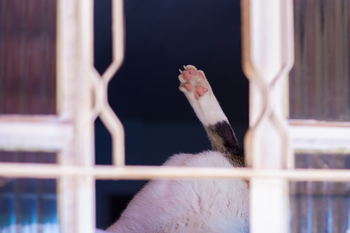 Goiania, Goias, Brazil – April 05, 2020:  A cat's paw pointing upwards seen through an open window.