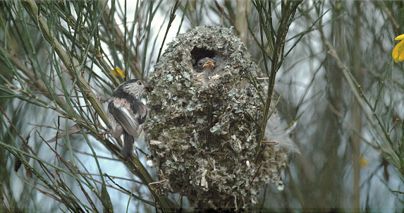 Long-tailed Tit, aegithalos caudatus, Adult Near Nest to Feed Young, Normandy in France