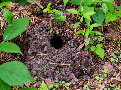 High angle view anthill in the nature