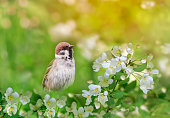 sparrow bird sits on a branch of an apple tree with white flowers