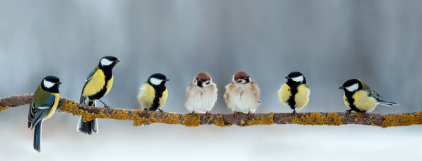 istock birds sparrows and tits flock sitting on a branch in the park 1692355089