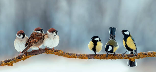 istock birds sparrows and tits sit on a branch in the park opposite each other 1692355612