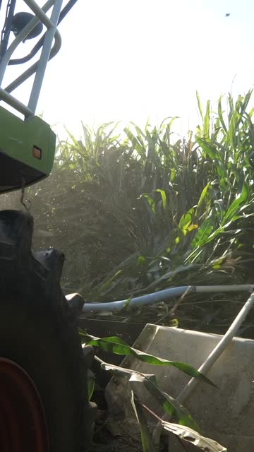 vertical video combine harvester reaps field of corn. corn harvest