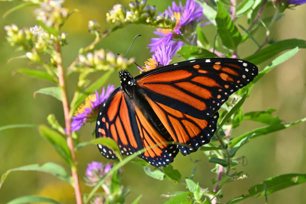 istock Female monarch butterfly on New England aster 1692356237