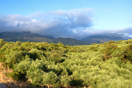 view of the olive grove against the mountain near Kardamili