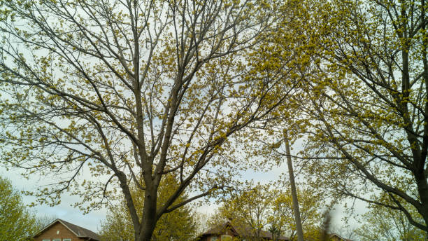 intertwined tree branches