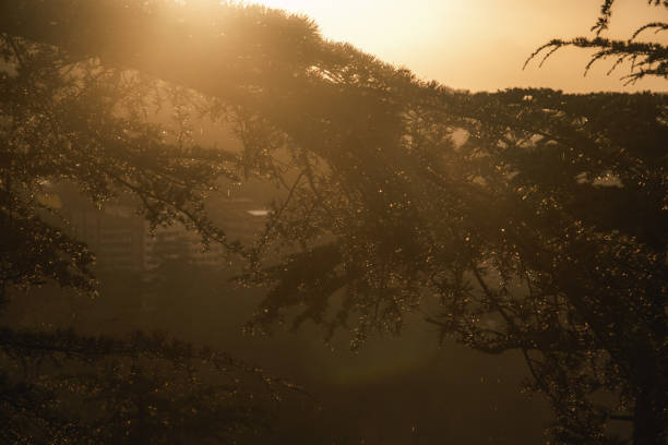 Sunlight falling on Cypress tree leaves after rain - Beautiful rain drops on leaves during golden hour
