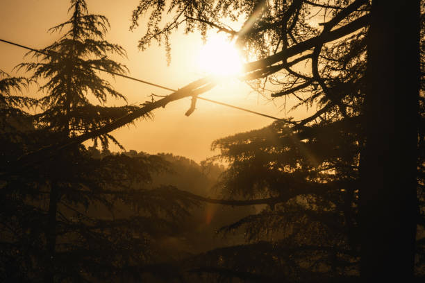 Sunlight falling on Cypress tree leaves after rain - Beautiful rain drops on leaves during golden hour