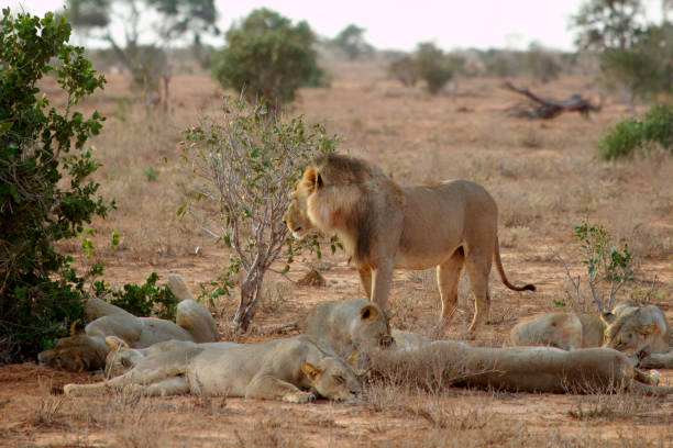 istock Lion with group of lioness 1692364585