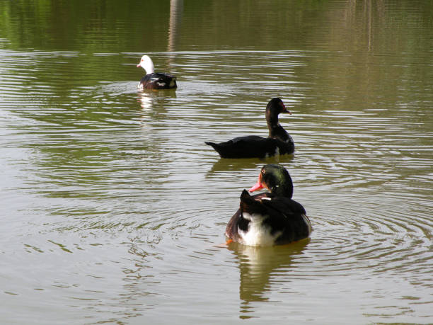 istock Group of ducks swimming in the lagoon 1692365990
