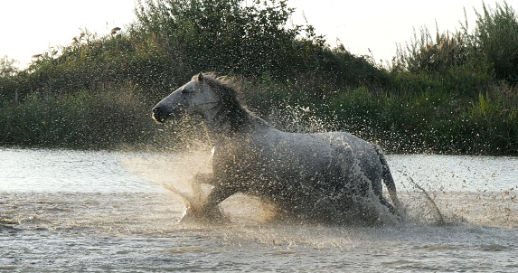 Camargue Horse, Herd trotting or galloping through Swamp, Saintes Marie de la Mer in Camargue, in the South of France