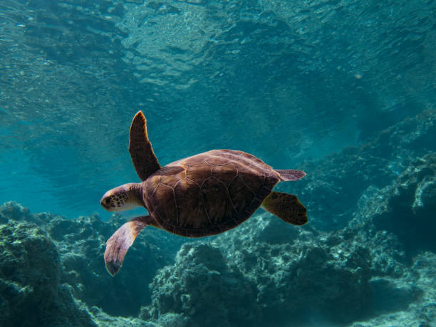 istock Magnificent green sea turtle in emerald seas 1692370952