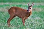 Capreolus capreolus european roe deer with open mouth and tongue on a field. Summer evening,