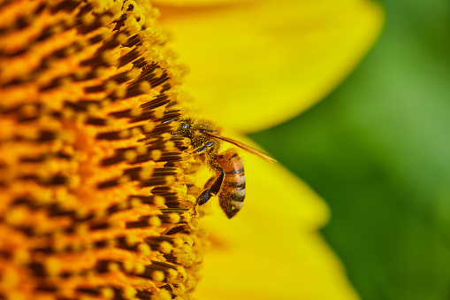 Image of Bee macro shot with pollen on insect as it pollinates interior of yellow sunflower