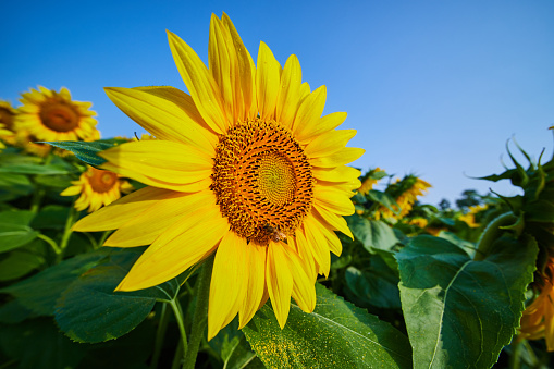 Image of Bee on sunflower with dark center and open yellow petals in field of flowers under blue_