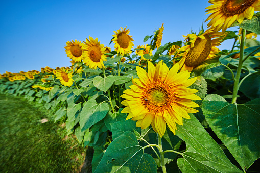 Image of Bee pollinating single sunflower on outer row of sunflowers in field on bright summer day