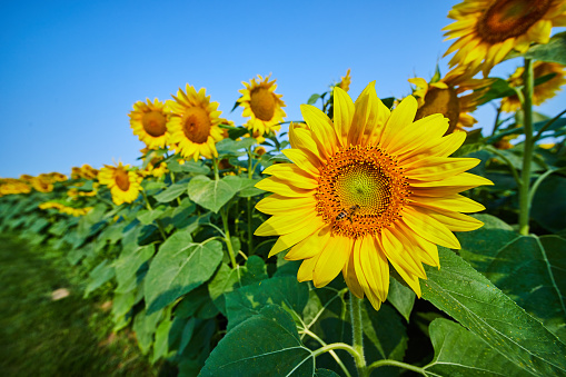 Image of Bee pollinating single sunflower on outer row of sunflowers in field on summer day