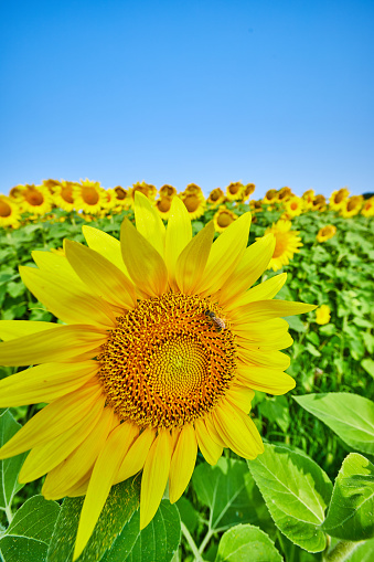 Image of Bee pollinating single sunflower standing out from large field of sunflowers under blue sky
