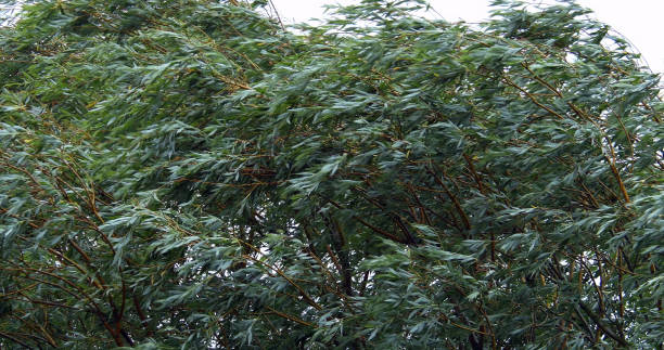istock Pollard Willow, salix alba, Wind in the Leaves, Normandy 1692376204