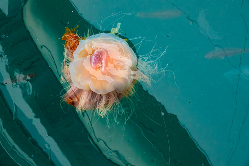 Lionâs mane jellyfish (Cyanea capillata), giant stinging summer visitors to Norwayâs beaches and fjords. Hammerfest, Troms og Finnmark, Norway.