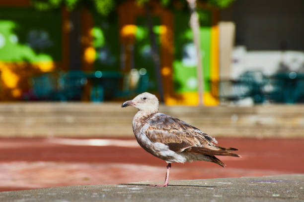 Image of Close up of scruffy looking seagull standing on sidewalk with blurred background