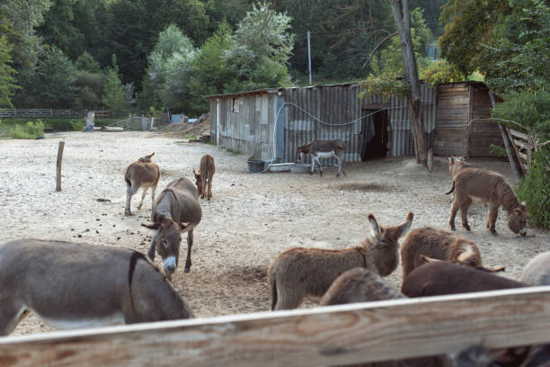 istock Trip to a donkey farm 1692382799