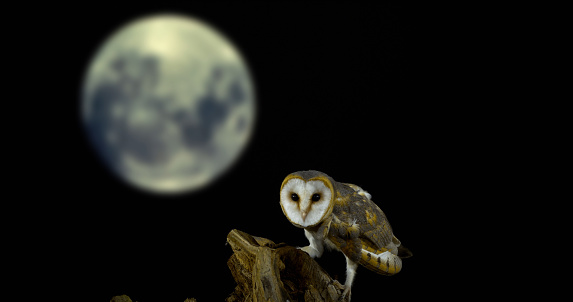 Barn Owl, tyto alba, Adult looking around at Moon, Normandy