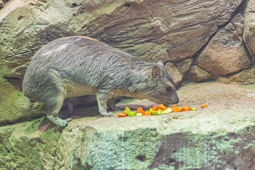 Bush Hyrax, (Heterohyrax brucei),  on rocks eating some fruit