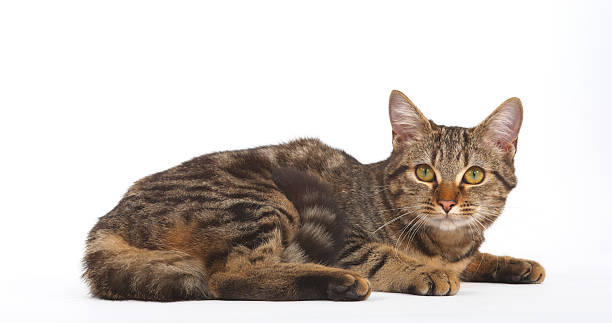 istock Brown Tabby Domestic Cat on White Background 1692385847