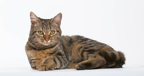 istock Brown Tabby Domestic Cat on White Background 1692386099