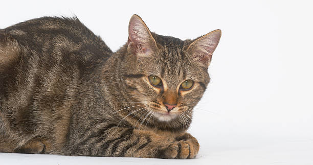 istock Brown Tabby Domestic Cat on White Background 1692388283
