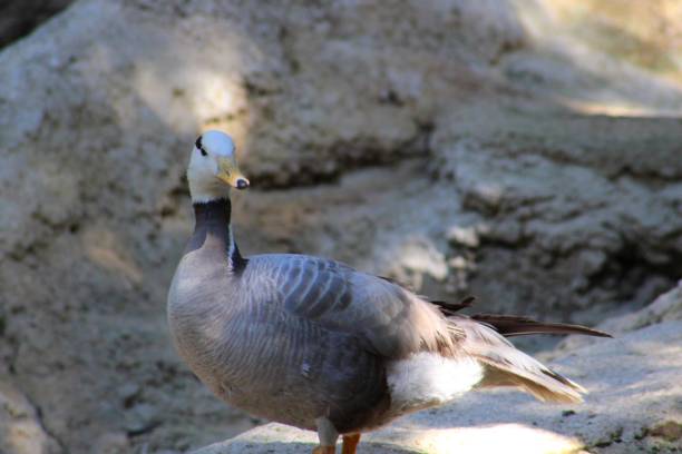 istock Goose at the edge of the pond 1692389513