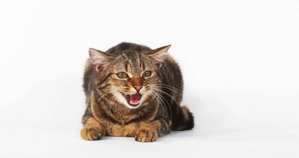 istock Brown Tabby Domestic Cat, Female Meowing on White Background 1692390152