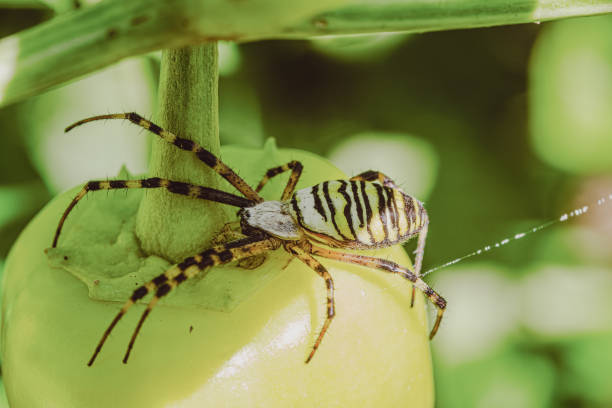 spider on a leaf. Yellow striped Wasp spider - Argiope bruennichi - outside in nature, also called zebra, tiger, silk ribbon on Garden Paprika, Pepper Leaf Background