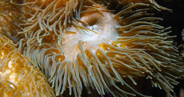 istock Sea Anemone, Sea Anemone, Sea Anemone 1692393647