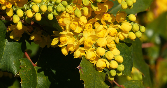 Hollyleaved barberry in bloom, mahonia sp., in a garden in Normandy