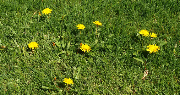 Flowers of Common Dandelion, taraxacum officinale, Normandy