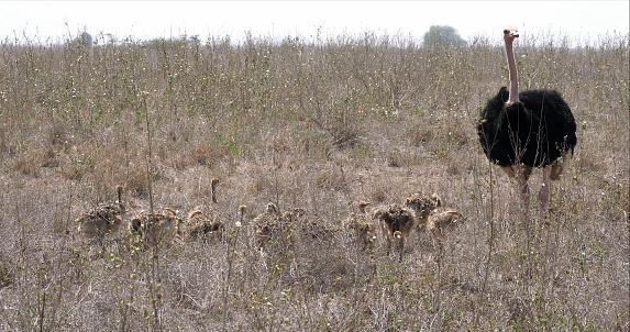 Ostrich, struthio camelus, Male and Chicks walking through Savannah, Nairobi National Park in Kenya