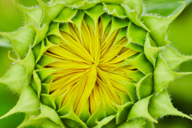 istock Tiny yellow petals forming inside green flower bud macro view of sunflower opening 1692399862