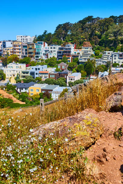 istock Tiny white flowers along park trail in Corona Heights on blue sky day 1692399863