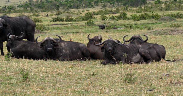 istock African Buffalo, syncerus caffer, Group resting, Masai Mara Park in Kenya 1692401580