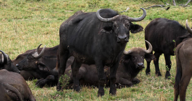 istock African Buffalo, syncerus caffer, Group resting, Masai Mara Park in Kenya 1692402809