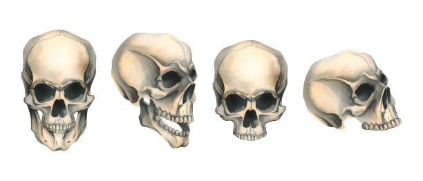 istock Human skulls front and side views with and without lower jaw. Hand drawn watercolor illustration for Halloween, day of the dead, Dia de los muertos. Set of isolated objects on a white background. 1692403342