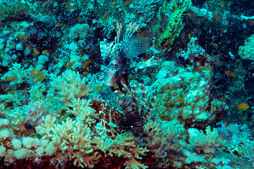 The wreck of the Iona ship in the red sea offshore from Yanbu offers the setting for beautiful lion fishes, Saudi Arabia