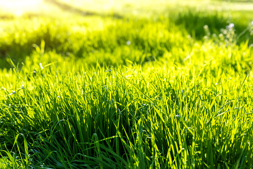 Closeup detail view of fresh long green grass field meadow in warm sunset sunrise morning sun light. Abstrackt natural gardrn environment background. Rural lawn pasture.