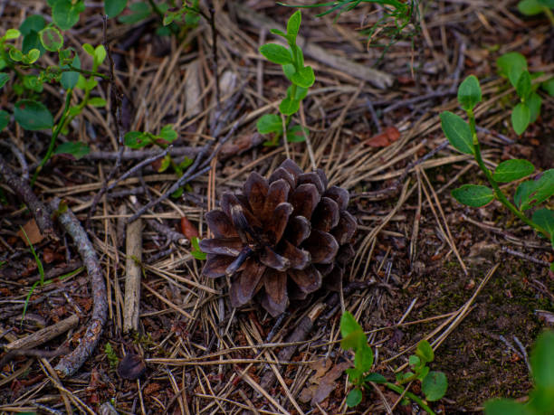 istock Dry needles, green leaves, cones, green moss on summer forest floor 1692409243