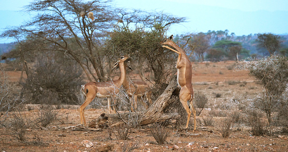 Gerenuk or Waller's Gazelle, litocranius walleri, Female standing on Hind Legs, Eating Acacias's Leaves, Samburu Park in Kenya