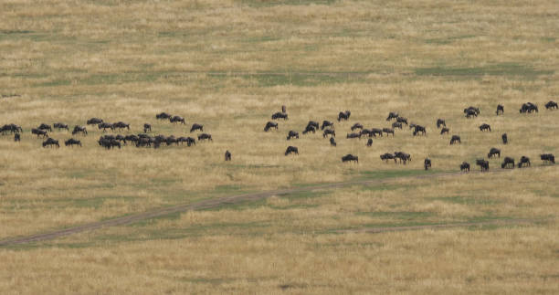 istock Blue Wildebeest, connochaetes taurinus, Herd during Migration, Masai Mara park in Kenya 1692412691
